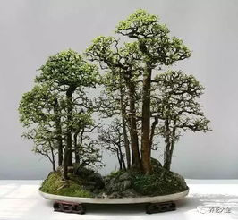 家里有這樣一個(gè)叢林盆景,再也不會怕霧霾